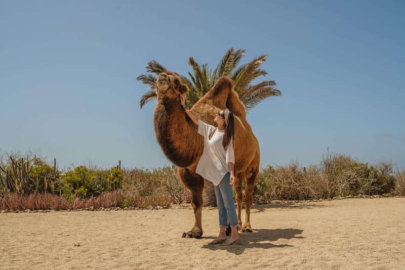 Cabo San Lucas: Camel Safari Tour with Lunch and Tequila - Making tortillas before lunch