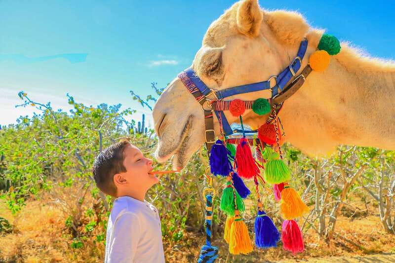 Cabo San Lucas: Camel Safari Tour with Lunch and Tequila - Tequila tasting with a little Baja flavor
