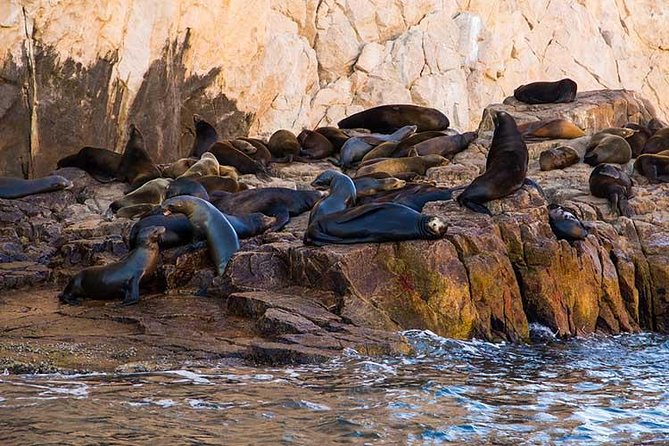 Cabo San Lucas city tour and amazing sea adventure to Lands End! - How the boat compares with booking on your own