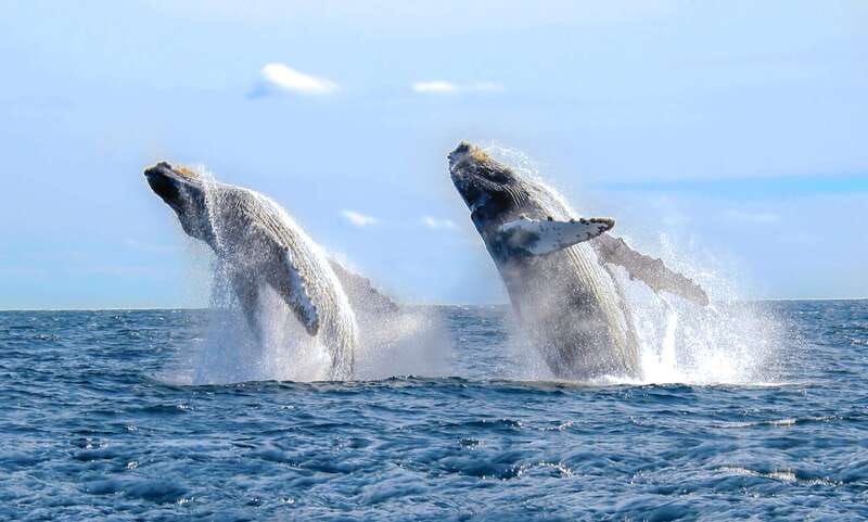 Cabo San Lucas: Luxury Catamaran Whale Watching Experience - Key points to know before booking