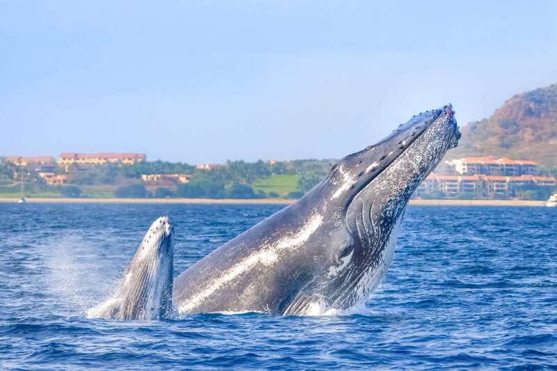 Cabo San Lucas: Luxury Catamaran Whale Watching Experience - A comfortable way to search for humpback whales