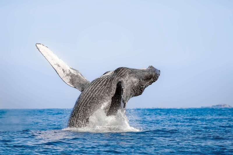 Cabo San Lucas: Luxury Catamaran Whale Watching Experience - How the whale search works