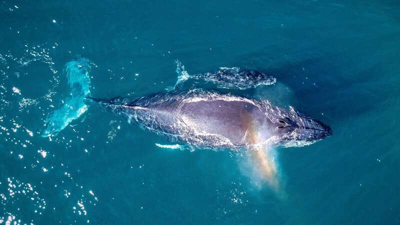 Cabo San Lucas: Luxury Catamaran Whale Watching Experience - Food, drinks, and room to enjoy the ride
