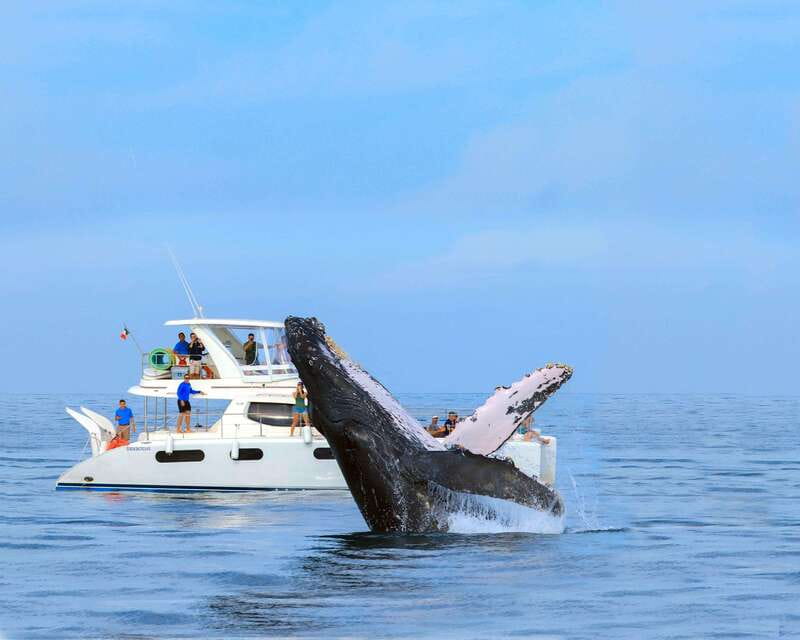 Cabo San Lucas: Luxury Catamaran Whale Watching Experience - Other wildlife around Cabo’s waters