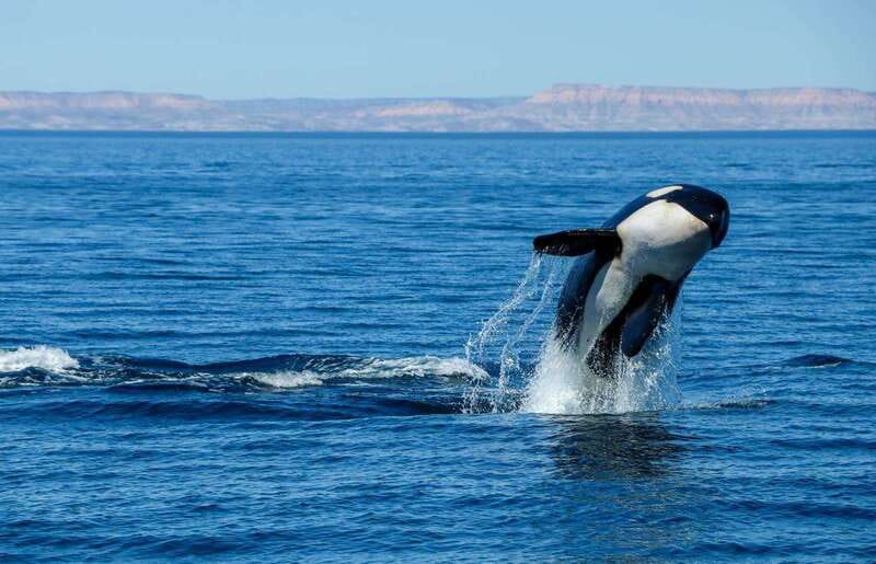 Cabo San Lucas: Luxury Catamaran Whale Watching Experience - Who will enjoy this catamaran most?