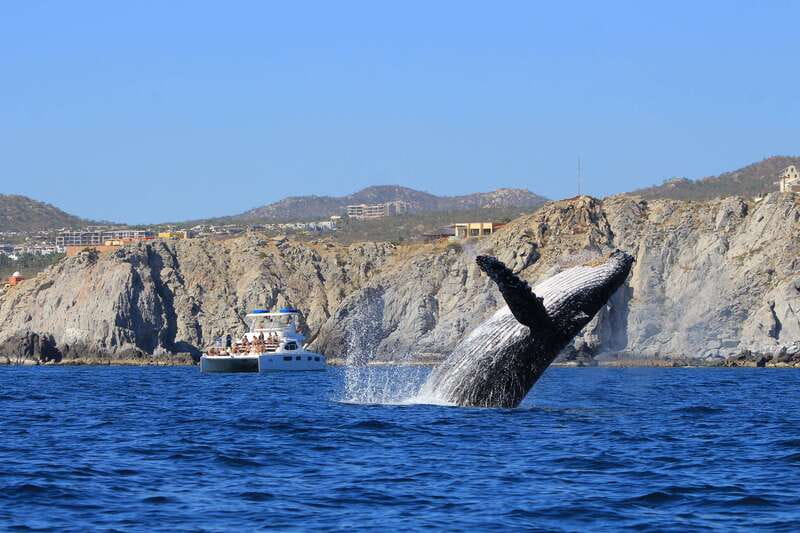 Cabo San Lucas: Luxury Catamaran Whale Watching Experience - Leaving Cabo Adventures and passing the Arch