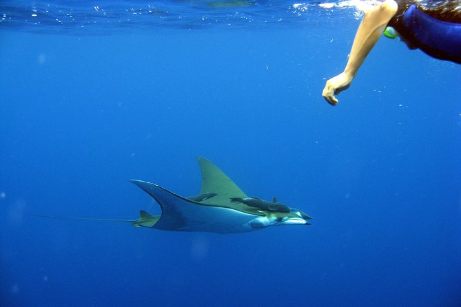 Cabo San Lucas Short Snorkeling Tour with Divemaster Guide - Is $70 a fair price?