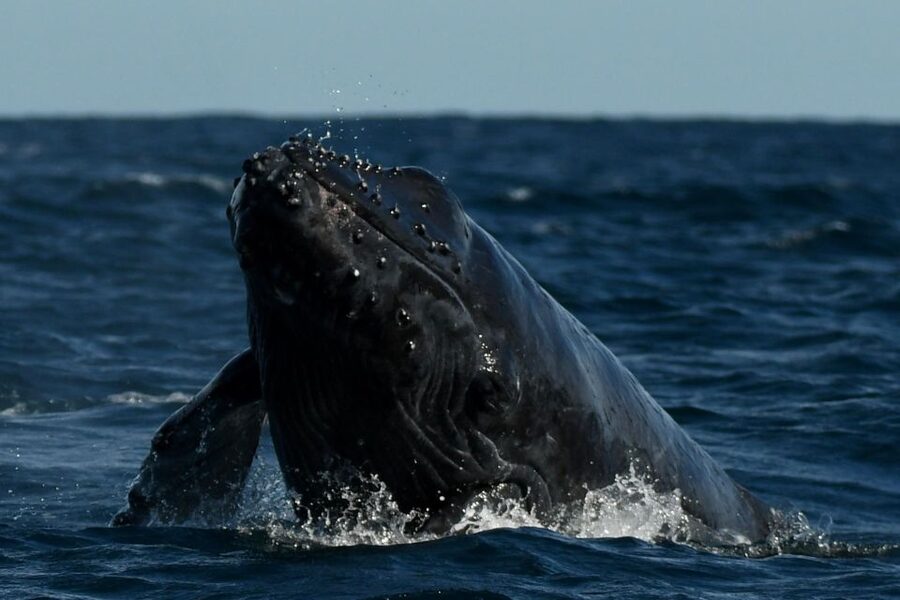 Cabo San Lucas: Up-Close Whale Watching Small-Group Tour - Booking value and practical details