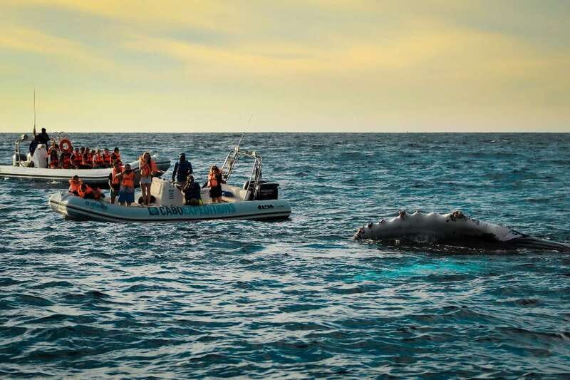 Cabo San Lucas: Up-Close Whale Watching Small-Group Tour - Why the Zodiac boat matters in Cabo