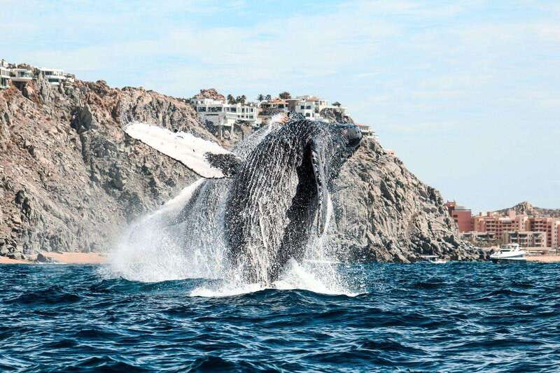 Cabo San Lucas: Up-Close Whale Watching Small-Group Tour - Ninety minutes of whale and dolphin watching