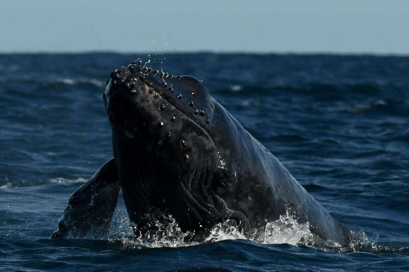 Cabo San Lucas: Up-Close Whale Watching Small-Group Tour - The return to La Terminal de Cabo
