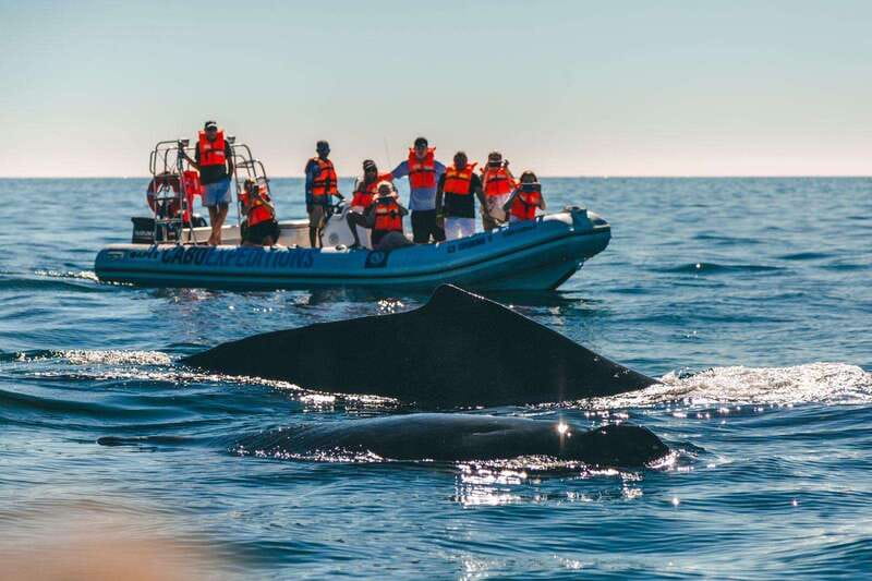 Cabo San Lucas: Up-Close Whale Watching Small-Group Tour - Whale season, weather, and realistic expectations