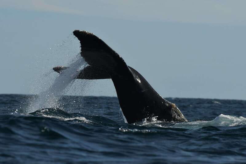 Cabo San Lucas: Up-Close Whale Watching Small-Group Tour - Who should book this Cabo whale tour?