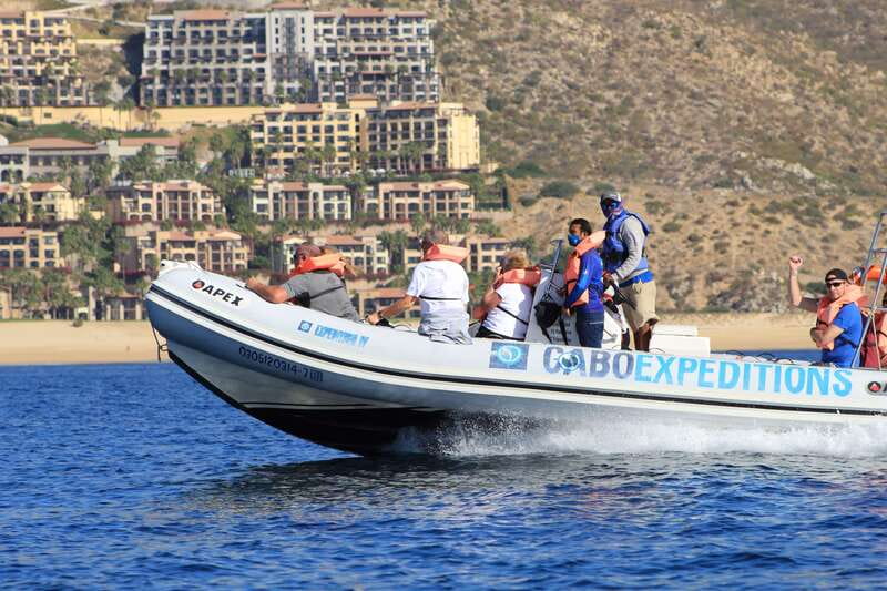 Cabo San Lucas: Up-Close Whale Watching Small-Group Tour - Meeting at La Terminal de Cabo