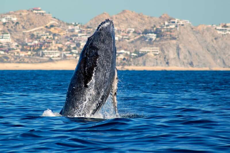 Cabo San Lucas: Whale Watching Catamaran Experience - Key points to know before booking