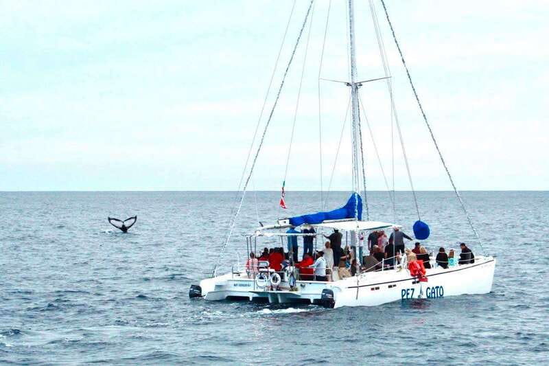 Cabo San Lucas: Whale Watching Catamaran Experience - Why Cabo is such a good place for whale watching