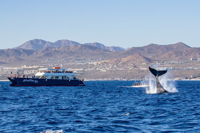 Cabo San Lucas Whale Watching Lunch Cruise - A whale cruise that makes room for lunch