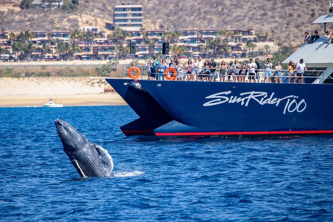 Cabo San Lucas Whale Watching Lunch Cruise - A Mexican buffet served onboard