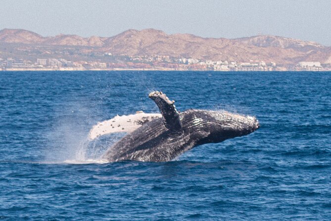 Cabo San Lucas Whale Watching Lunch Cruise - Music, a show, and the ride home