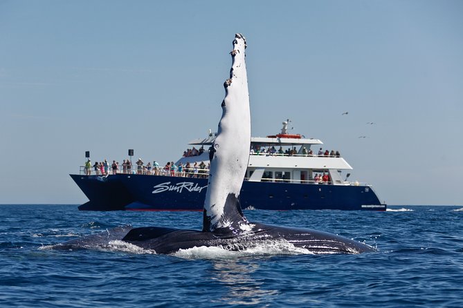 Cabo San Lucas Whale Watching Lunch Cruise - El Arco gives you the first photo stop