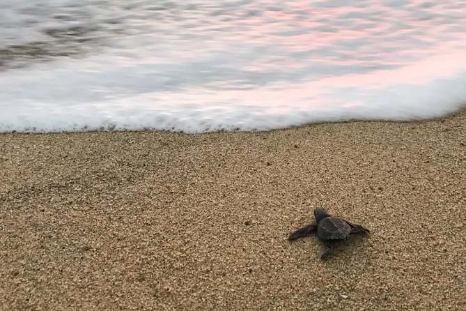 Cabo Turtle Release - Watching hatchlings cross the sand at sunset