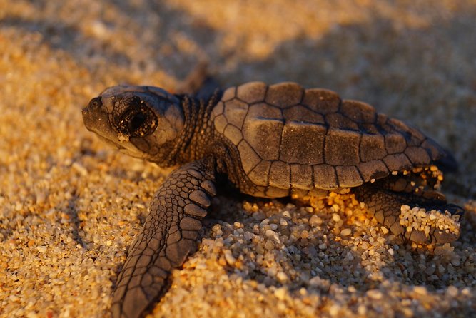 Cabo Turtle Release - How much effort the three-hour outing requires