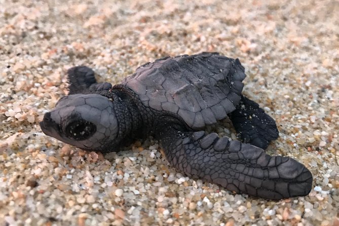 Cabo Turtle Release - What the $109 price means in practical terms