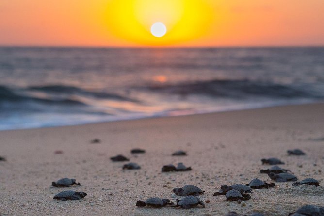 Cabo Turtle Release - Who will enjoy this Cabo experience most