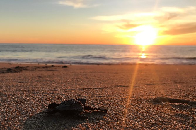 Cabo Turtle Release - Meeting at CaboTrek Hotel Tesoro at 4 p.m.