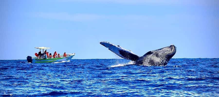 Cabo: Whale-Whatching Boat Trip w/ All-Women Crew and Photos - Key points to know before you book