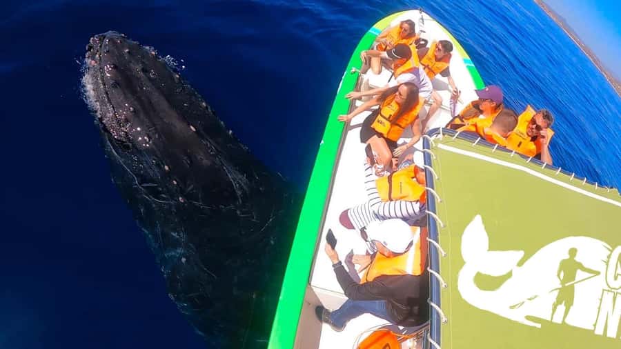 Cabo: Whale-Whatching Boat Trip w/ All-Women Crew and Photos - Choosing the right departure time