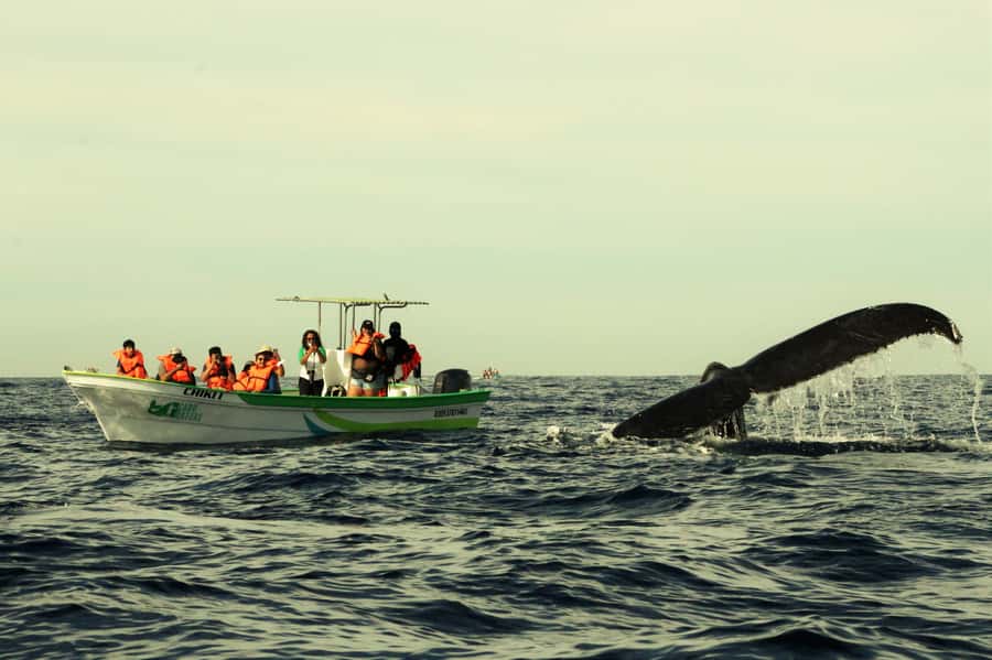 Cabo: Whale-Whatching Boat Trip w/ All-Women Crew and Photos - Starting with the Arch and Cabo’s coastal sights