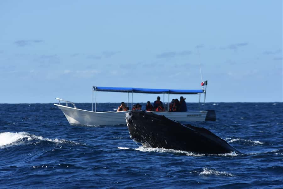 Cabo: Whale-Whatching Boat Trip w/ All-Women Crew and Photos - What makes the whale watching special