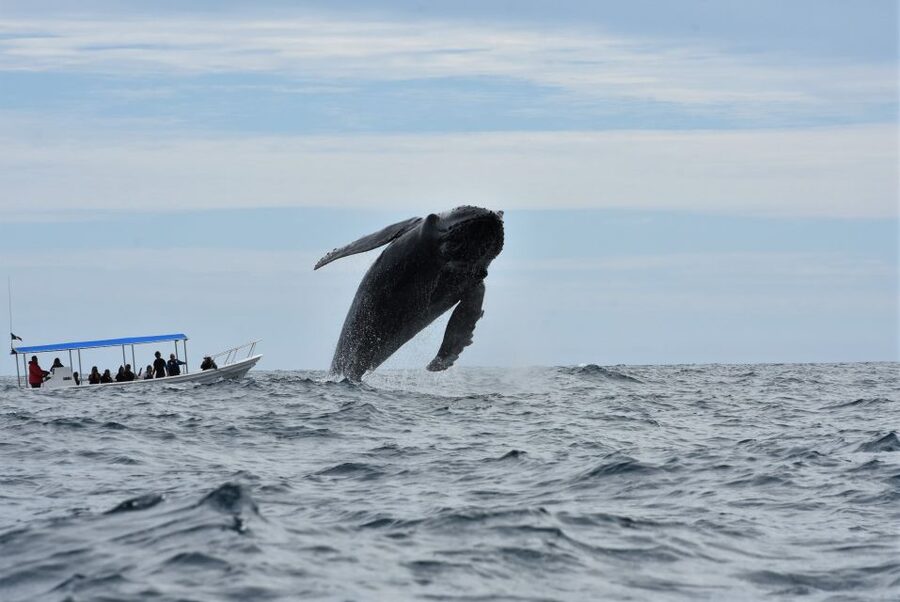 Cabo: Whale-Whatching Boat Trip w/ All-Women Crew and Photos - A marine biologist who adds meaning to the sightings