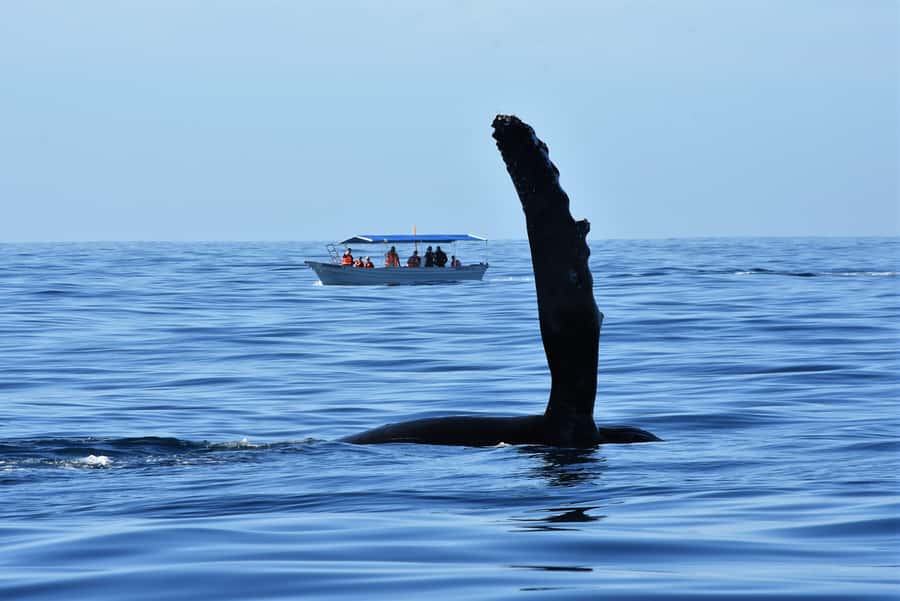 Cabo: Whale-Whatching Boat Trip w/ All-Women Crew and Photos - Photos that let you watch instead of record