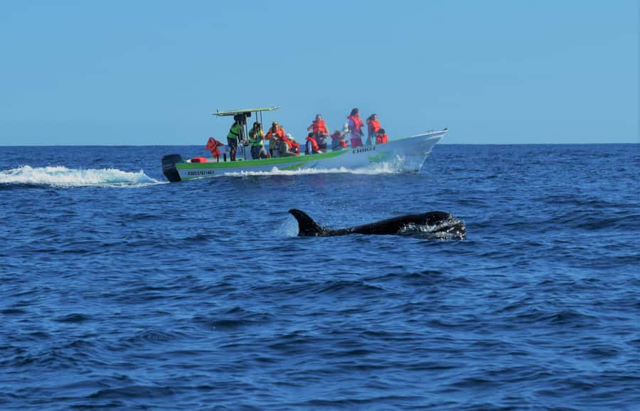 Cabo: Whale-Whatching Boat Trip w/ All-Women Crew and Photos - Meeting near Breathless Hotel