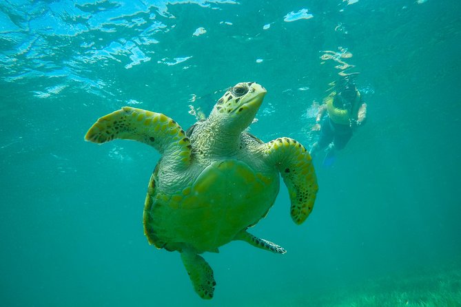 Cancun Adventure: Reef Snorkeling & Parasailing Experience - Who gets the best value from this outing