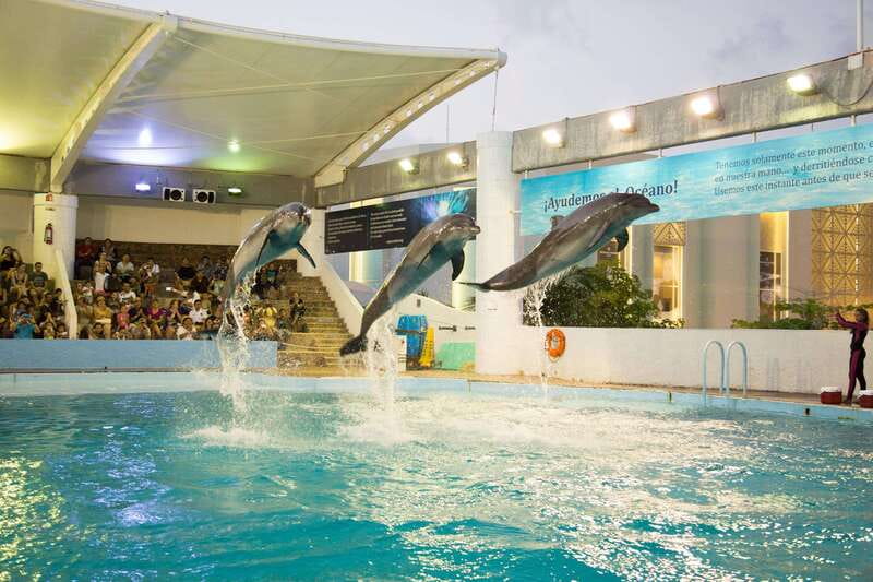 Cancún Interactive Aquarium Admission + Dolphin Presentation - The Axolotl Exhibit and iPad Zone