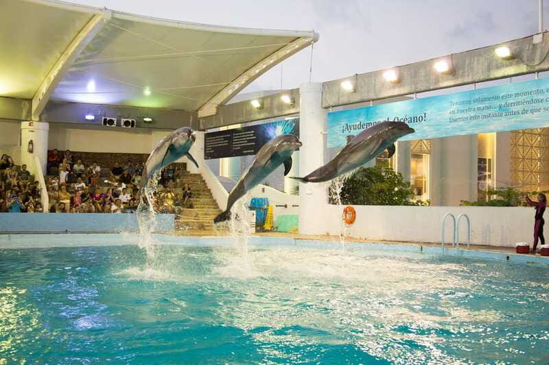 Cancún Interactive Aquarium Admission + Dolphin Presentation - Should You Book the Interactive Aquarium?