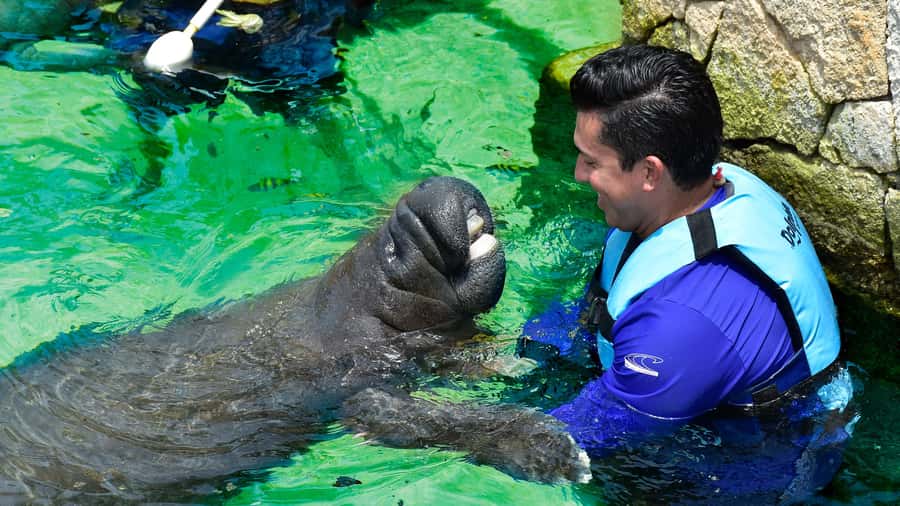 Cancún: Manatee Encounter on Isla Mujeres with Buffet Lunch - Key points at a glance