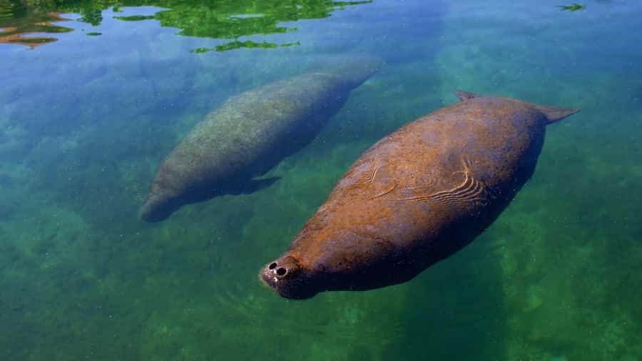 Cancún: Manatee Encounter on Isla Mujeres with Buffet Lunch - What the center offers beyond the manatees