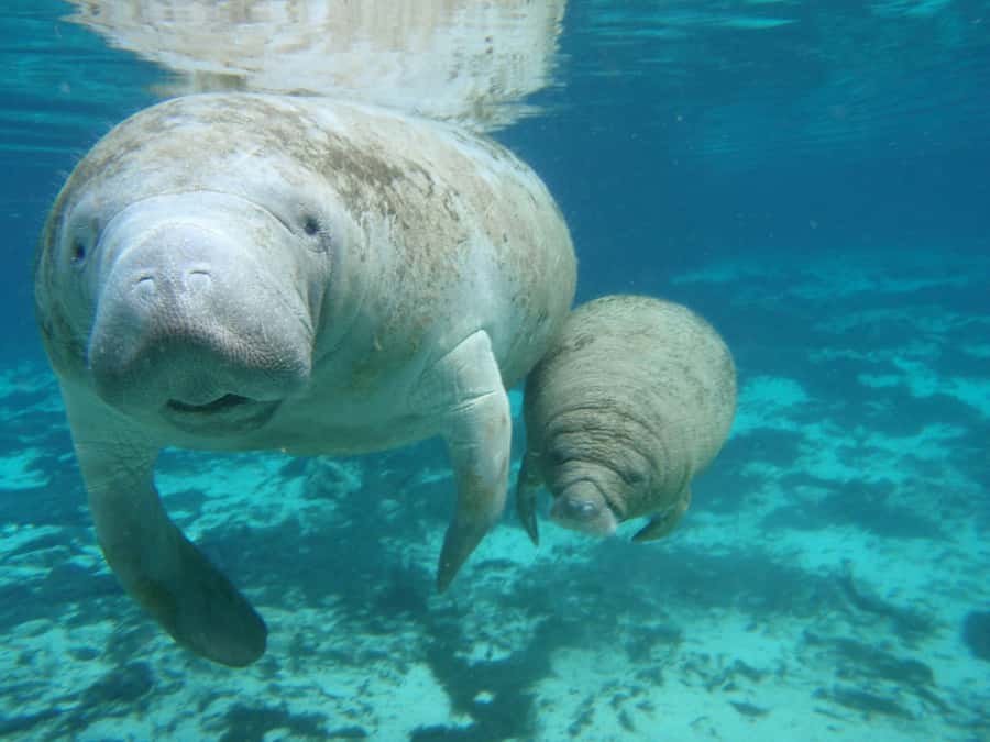 Cancún: Manatee Encounter on Isla Mujeres with Buffet Lunch - Buffet lunch, soft drinks, and the afternoon pace