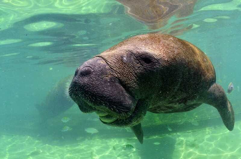 Cancún: Manatee Encounter on Isla Mujeres with Buffet Lunch - Should you book it?