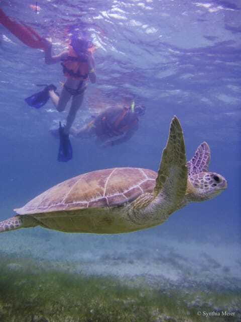Cancun: Marine Turtle Observation in Akumal - Transport from Cancun, Playa del Carmen, and Tulum