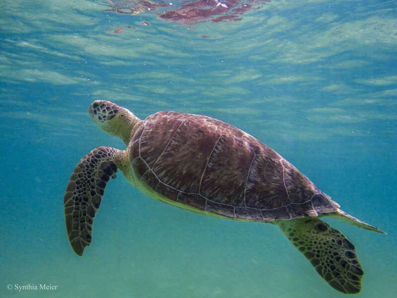 Cancun: Marine Turtle Observation in Akumal - Who should book this experience