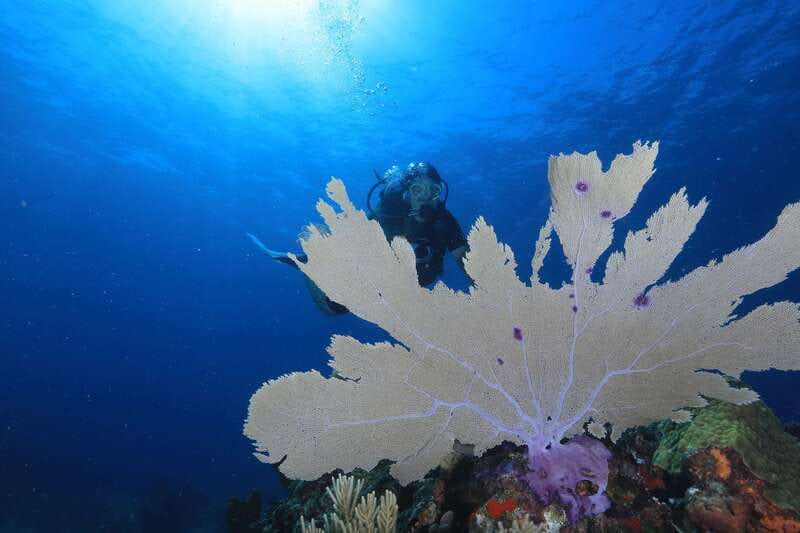 Cancun: Scuba Diving for Beginners, 2 Dives - Surface interval and Manchones Reef