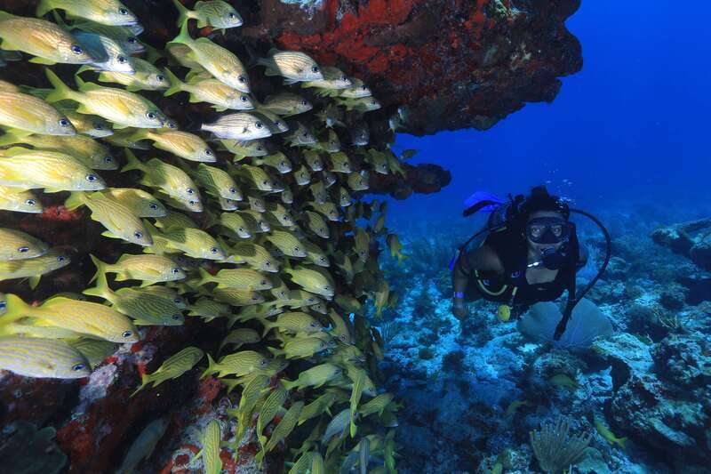 Cancun: Scuba Diving for Beginners, 2 Dives - Health rules, age limits, and smart planning
