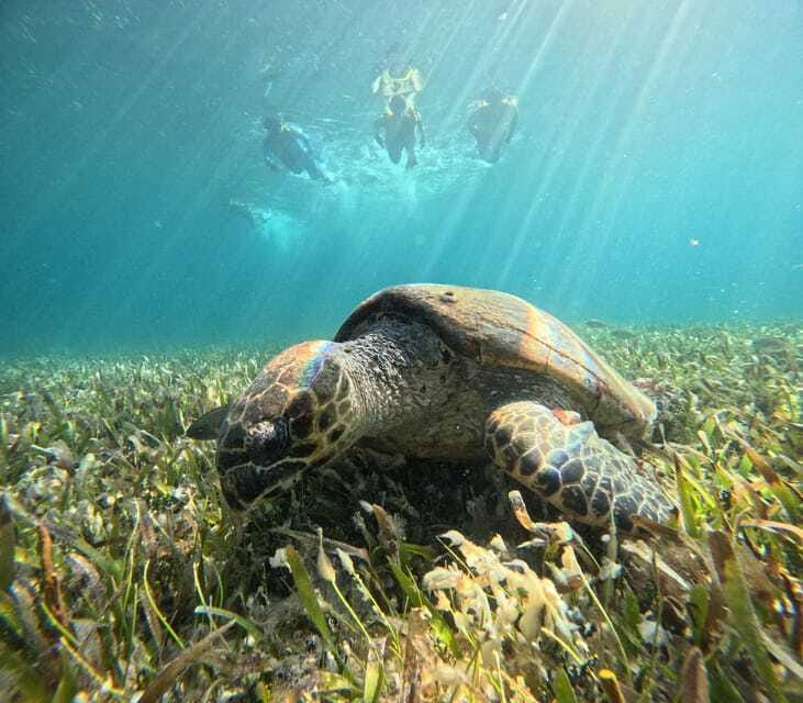 Cancun: Snorkeling Boat Tour with Gear - Sea-level cenotes with a strange underwater feel