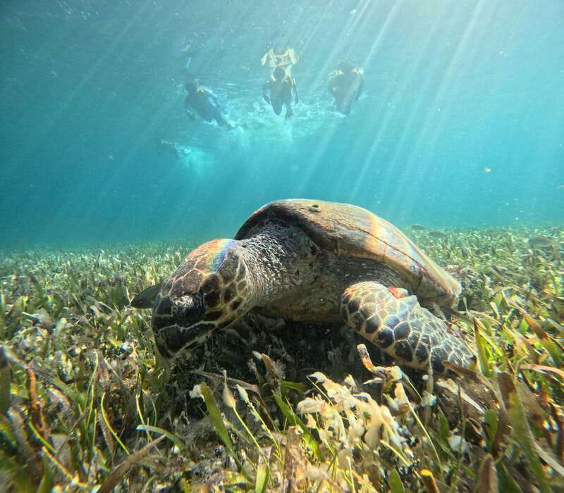 Cancun: Snorkeling Boat Tour with Gear - The Cancun Underwater Museum and its coral-covered figures