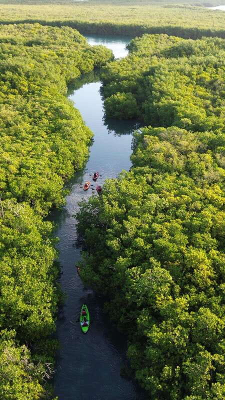 Cancun: Sunset Kayak Experience in the Mangroves - Key points to know before you book